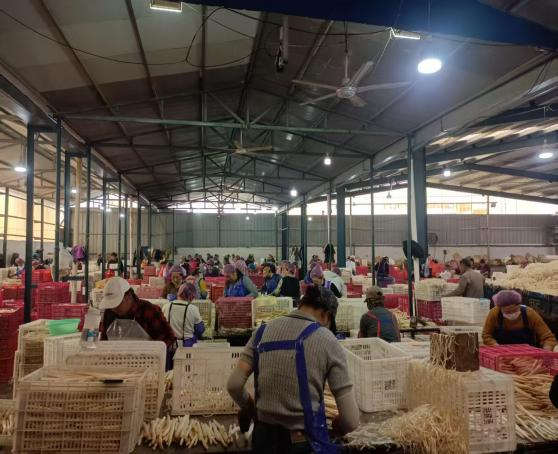 健達(dá)團(tuán)隊秉承公司“降本增效”理念，嚴(yán)格控制白蘆筍整條生產(chǎn)線