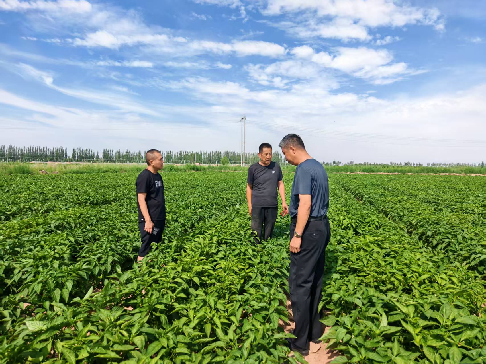 健達(dá)公司團(tuán)隊(duì)對(duì)菜椒種植基地展開(kāi)實(shí)地考察