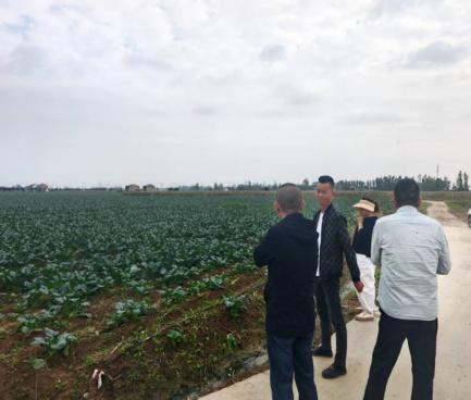 公司李總實(shí)地考察綠菜花種植基地